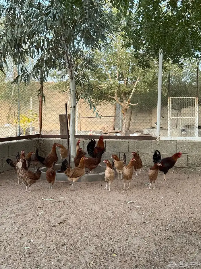 دجاج عربي 10