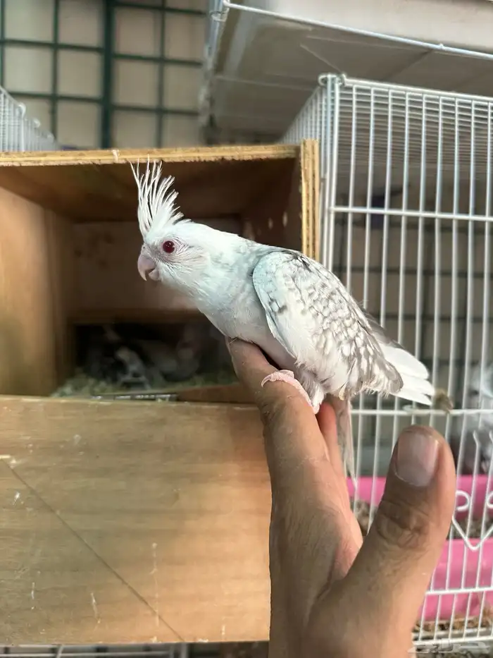 فروخ كروان رسيسف وايت فيس 0