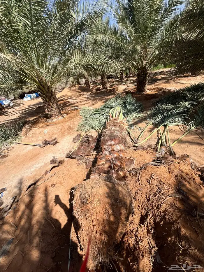يوجدلديناجميع انواع انخل العربي والواشنطن 10
