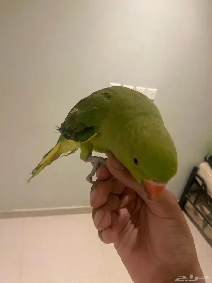 دره هندي عمر 9 شهور اليف على السوم 4