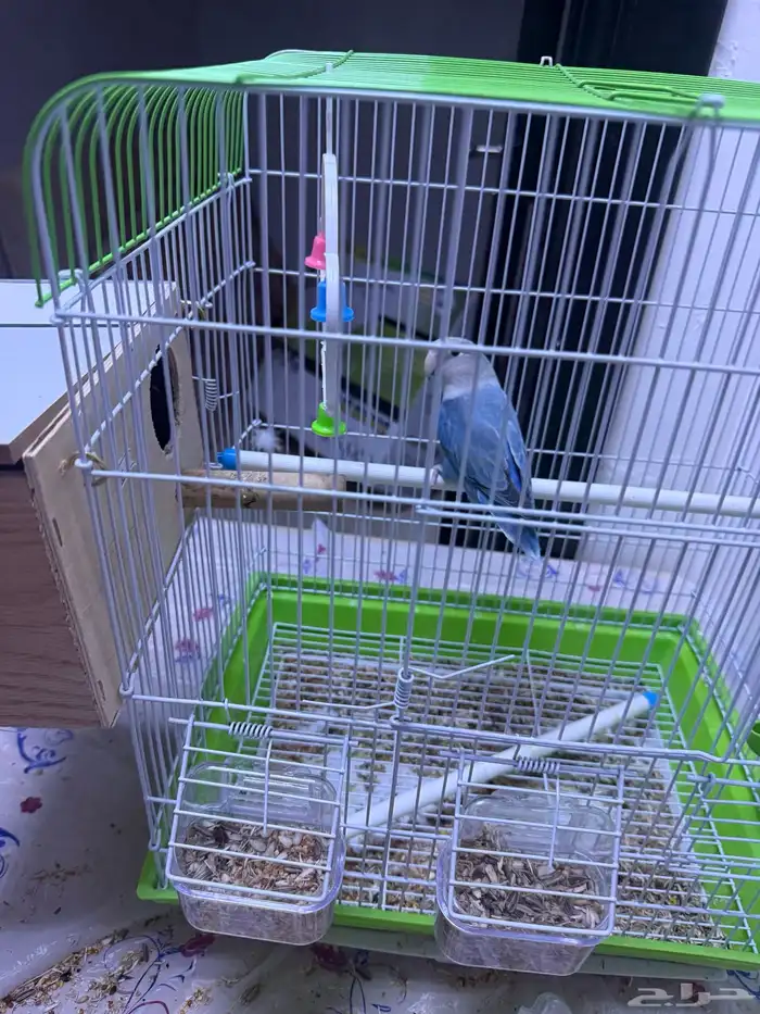 حفر الباطن المدينه العسكريه بيع طير روز 1