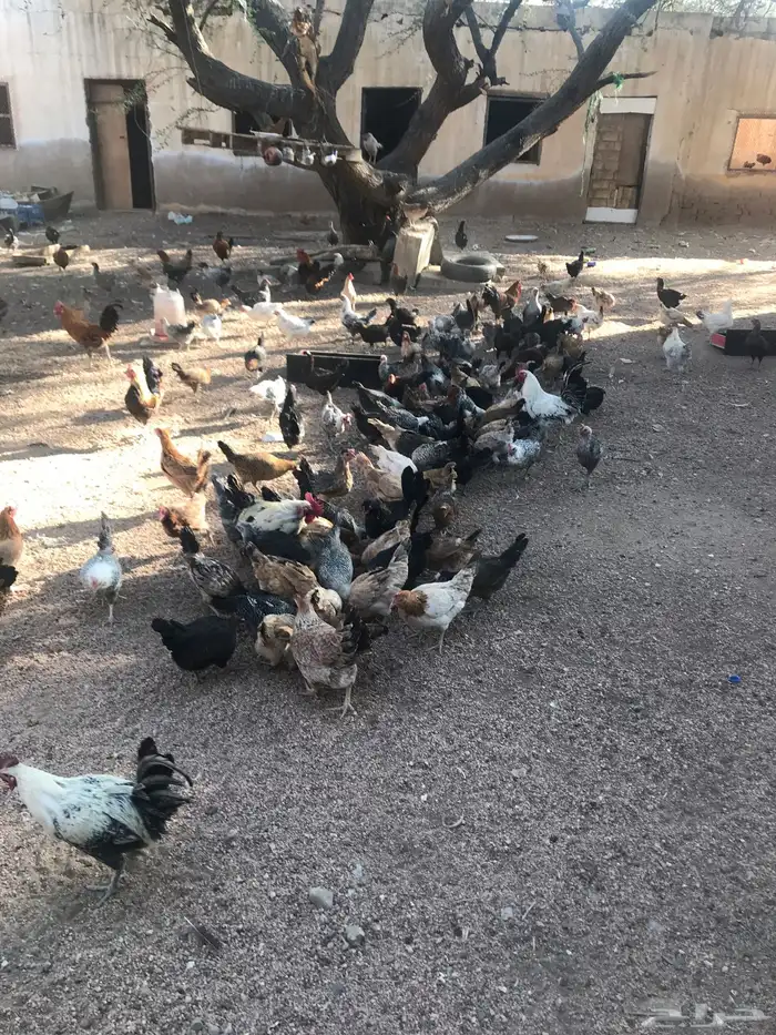 دجاج بياض للبيع 3