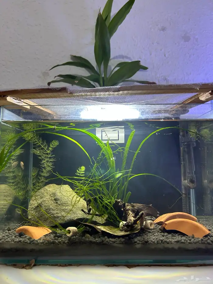 حوض سمك مزروع 2