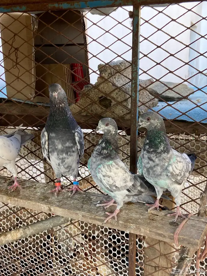 حمام باكستاني 1