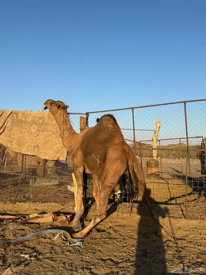 بعير حمر كايف 4