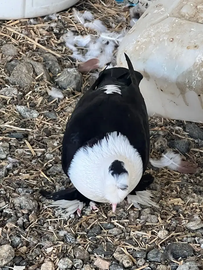 حمام لبناني شخشرلي 7