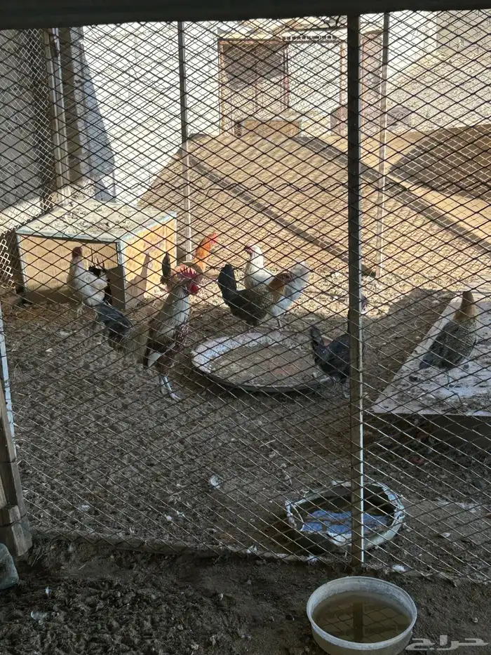 دجاج وذكر بط 1