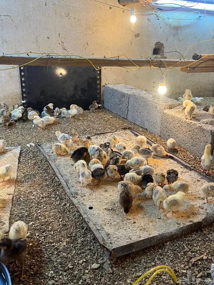 تم البيع الله يبارك لمشتري 1