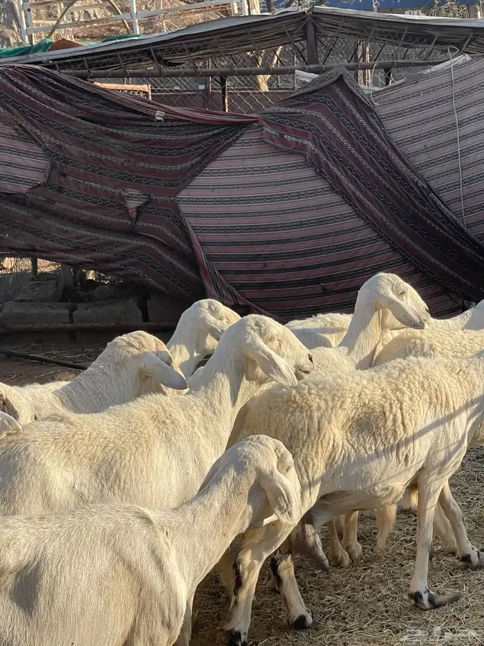 ضان دفع بفحلها شعره قصيره للبيع عدد 13 2