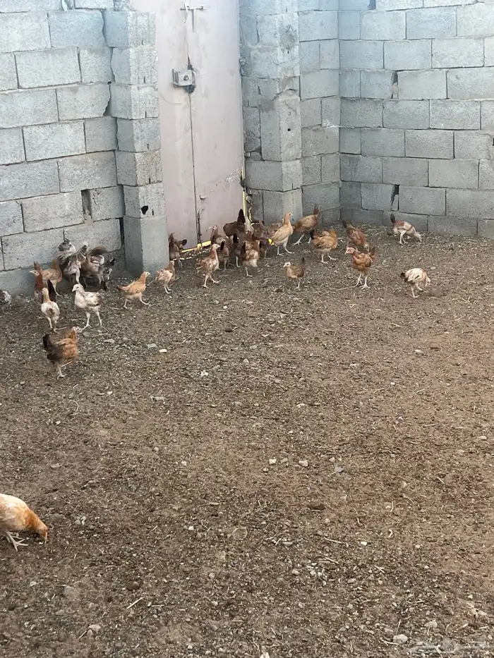 دجاج بلدي فواتح العمر من ثلاثه اشهر الى اربعه 2