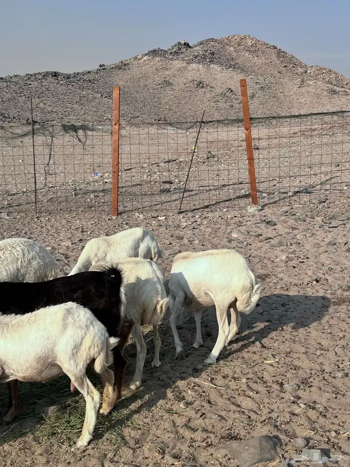 رفيديات مواليد ودفع 6