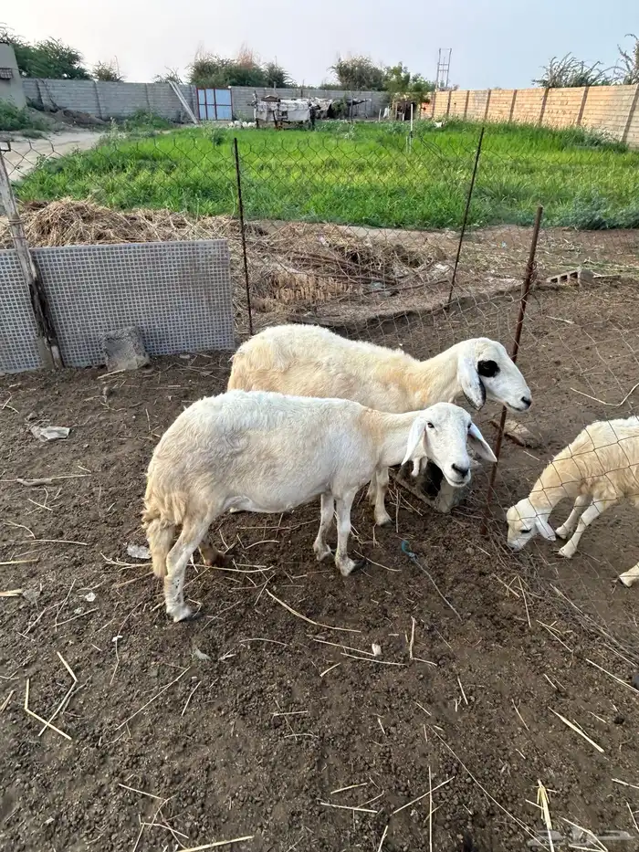 نعجتين سواكني للبيع 5