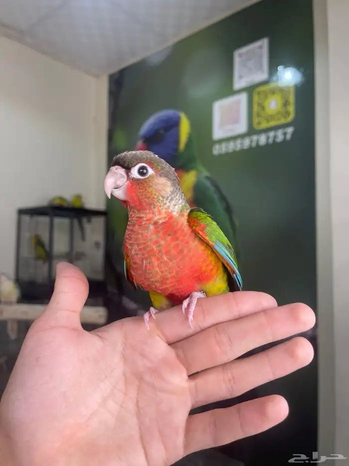 كنيور يلوسايد دبل رد فاكتور 3