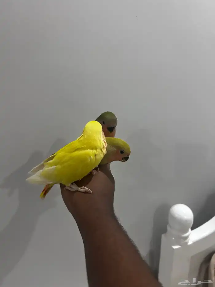 للبيع فروخ روز قريب فطام تم البيع 1