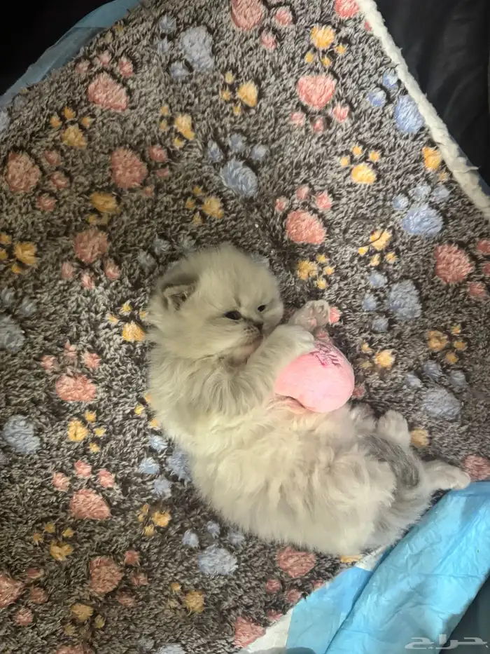 قطه انثى سكوتش فولد للبيع 2