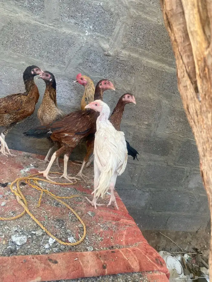 دجاج باكستاني 5