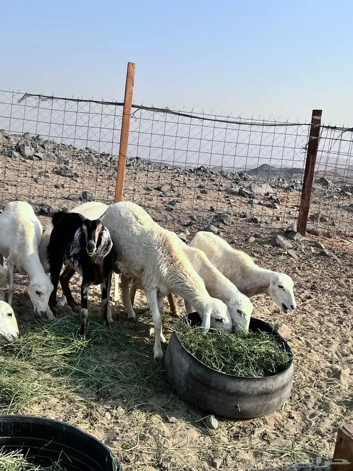 رفيديات مواليد ودفع 4