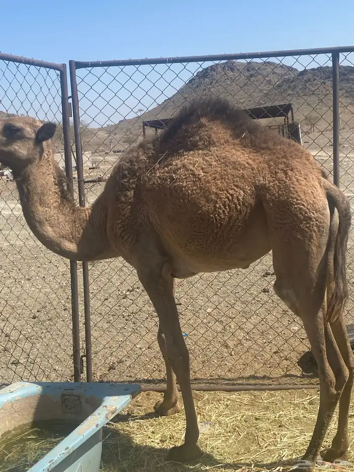 بكره ما شاء الله طيبه وحمراء 1