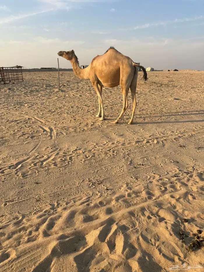 ناقه عمانيه لقحه ملاقي 0