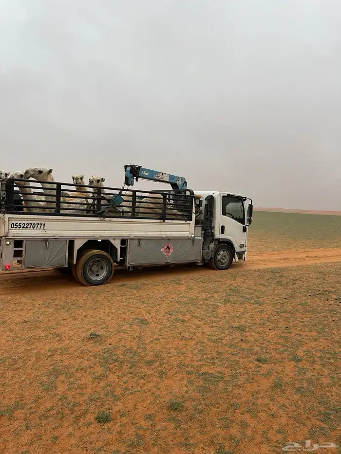 دينه للنقل ابل صندوق مفروش 0