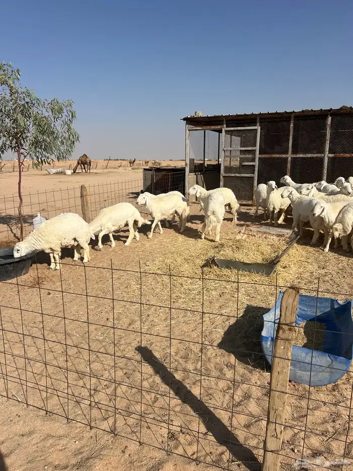 بهم فاخر جبر للبيع 0