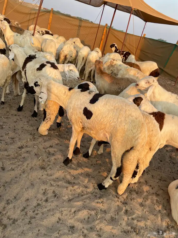 غنم سواكني جملة وتجزئة 0