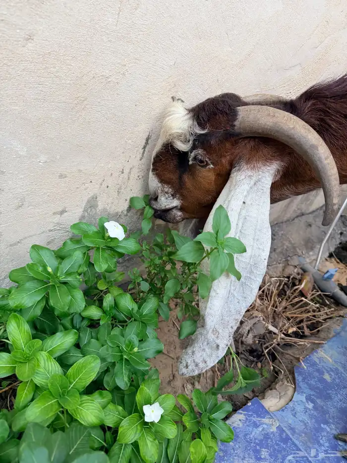 عنز جرمه وشكله طيب دافع توأم 3