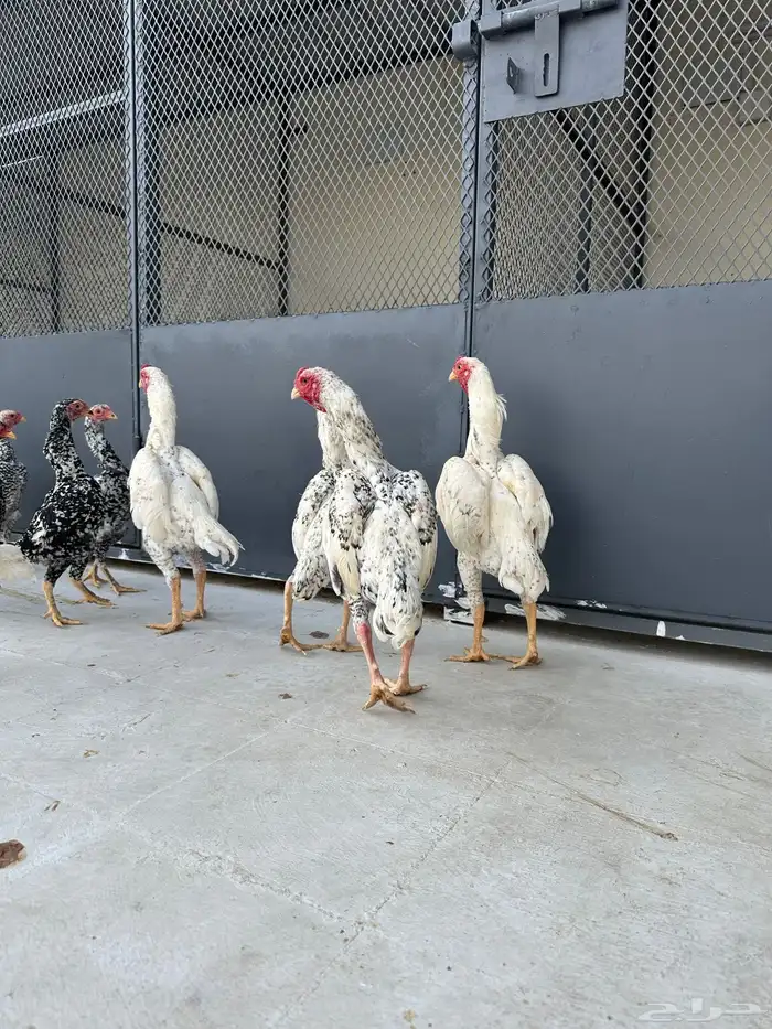 صوص كوشامو (تم البيع) 14