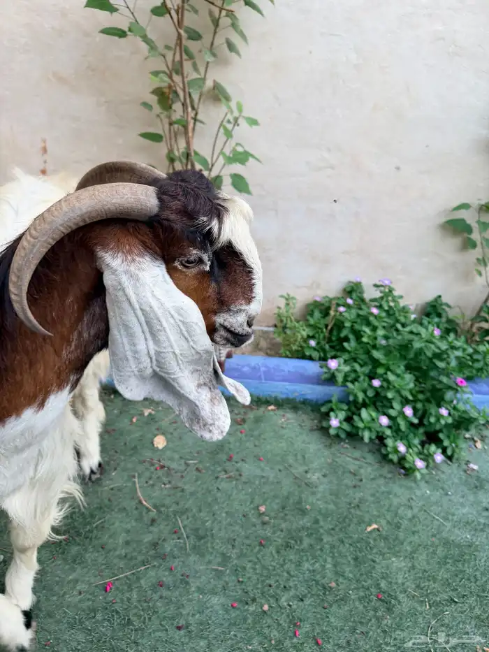 عنز جرمه وشكله طيب دافع توأم 1