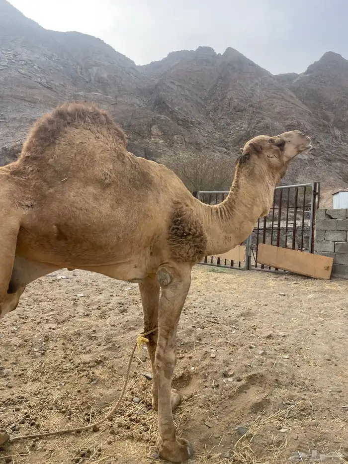 بعير ارك حمر طبعه زين وانتاجه زين وكل شي فيه شرط 0