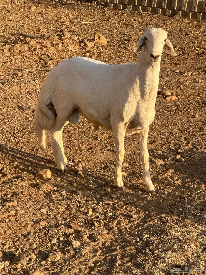 مشروع فحل 1 1