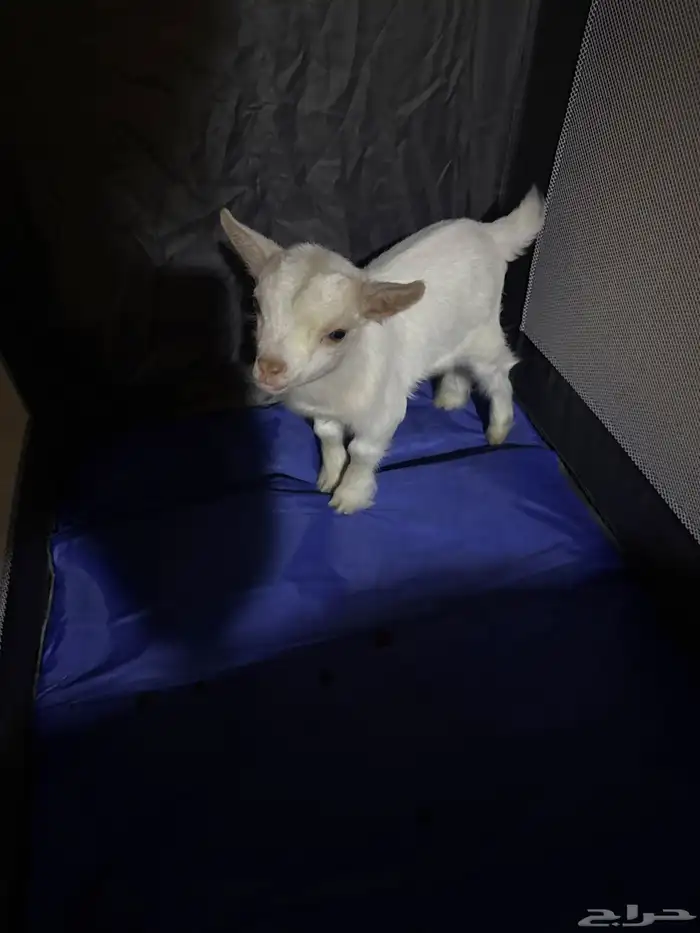 ماعز قزم ابو اربع ايام 1