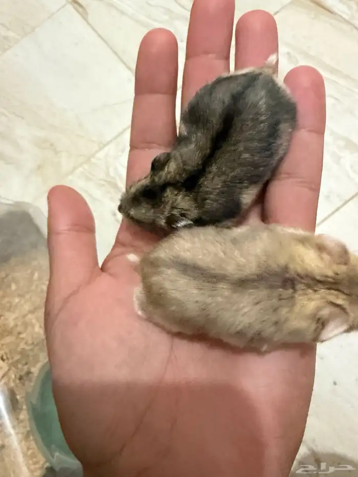 هامستر ونتر وايت للبيع 1