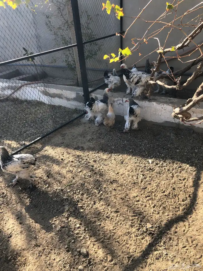 دجاج برهاما للبيع 2