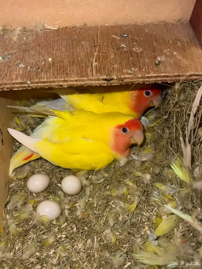 زوج روز منتج للبيع مع كامل اغراضه 0