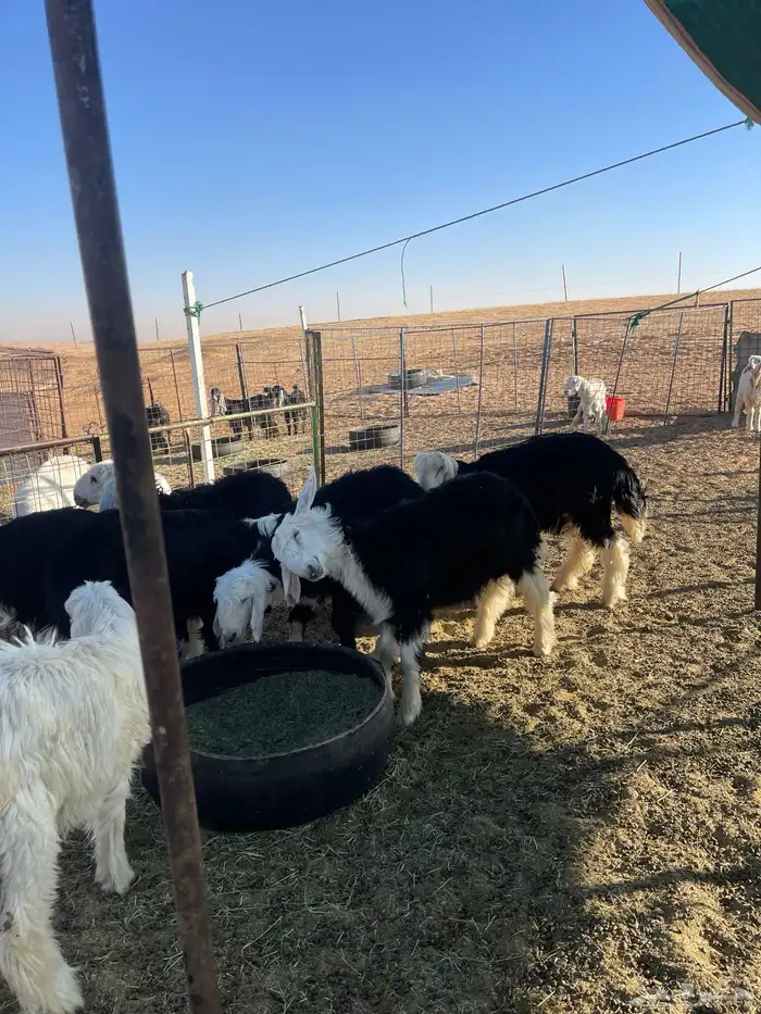 للبيع خرفان نجد العدد 7 الرخال 2 او 3 0