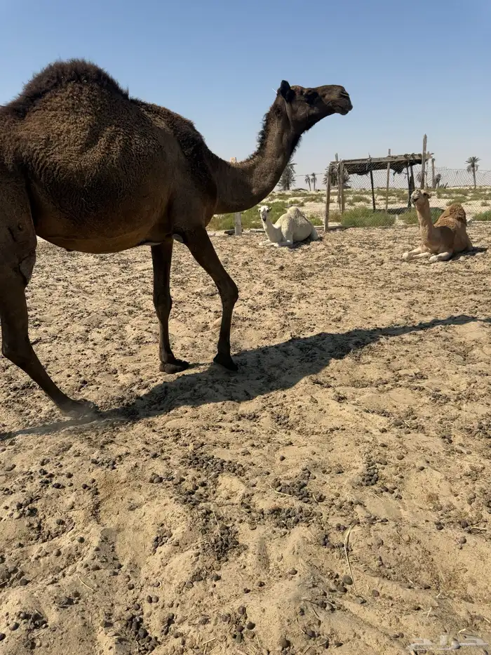 عشاير مجاهيم طيبه 2