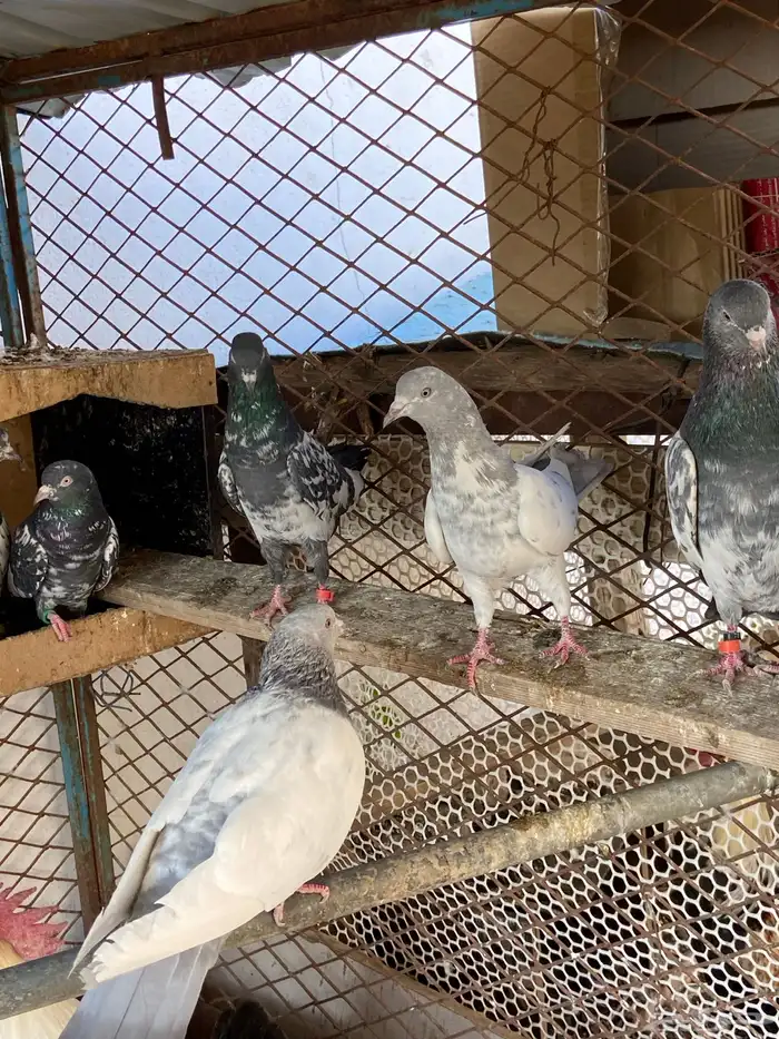 حمام باكستاني 0