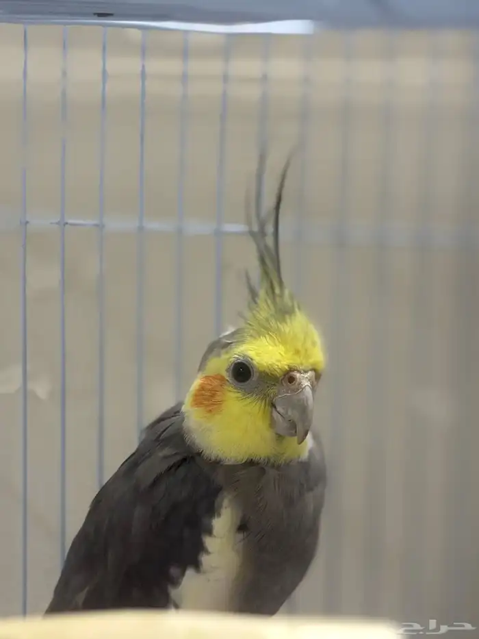 جوز كروان طيور 1