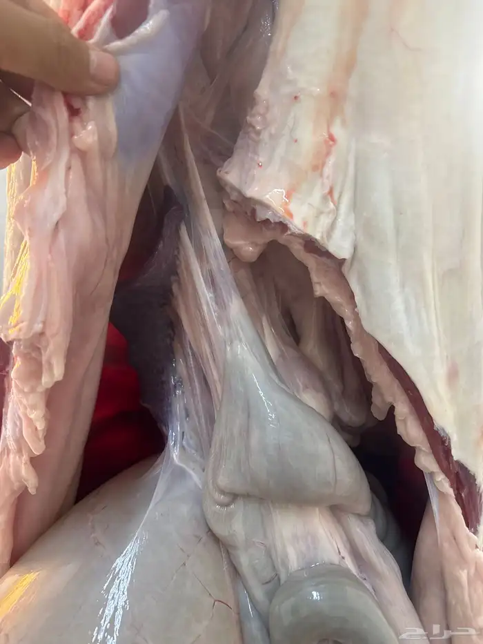 حوار لباني شرط عمره(4)اشهر والحم مضمون ف الصحن 2