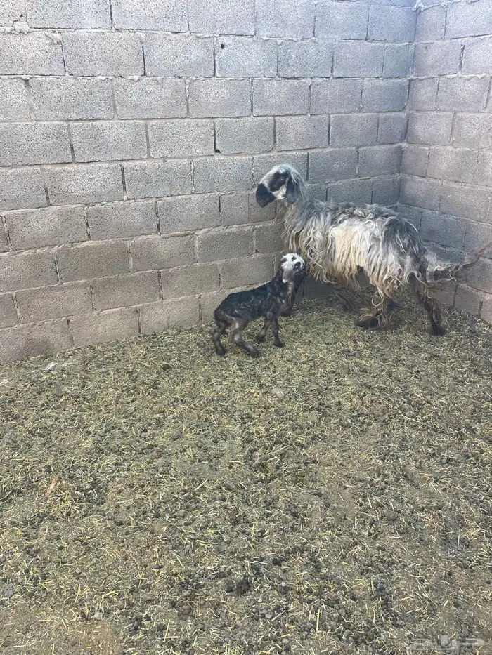 شاة حمراء دغما معها رخل عمرها تقريبا  اسبوع سنها رباع 4
