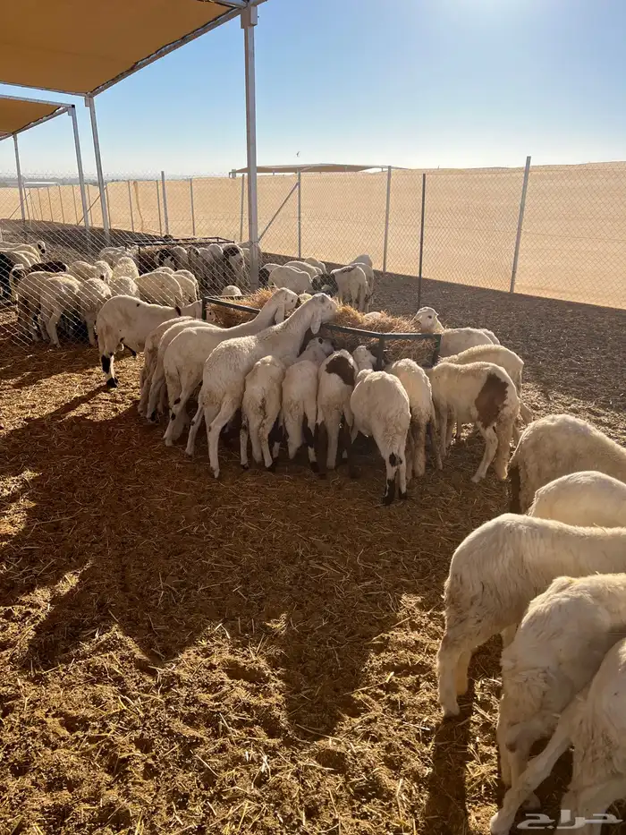 للبيع خرفان شبيه الحري 2