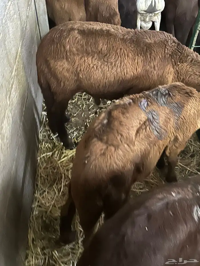 طليان سواكن غنم بر 93