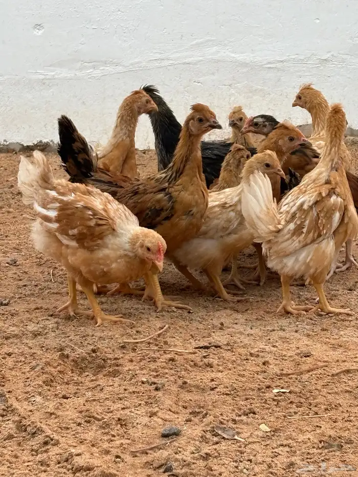 صوص دجاج امريكي هجين 1