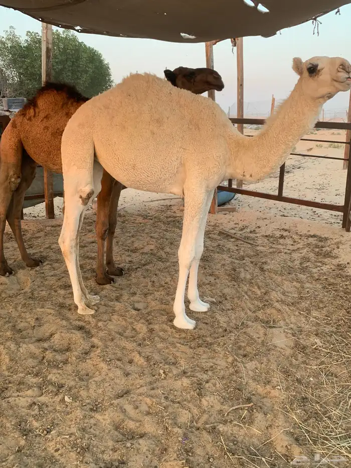 قعودين فل تصلح لمناسبات و الملحمة 2