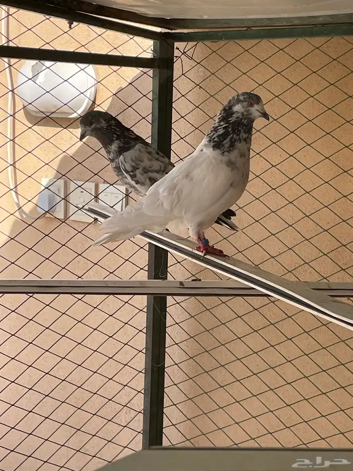 للبيع أزواج حمام 6