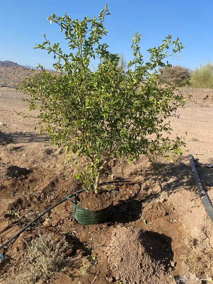 اشجار ليمون بن زهير مثمره عمرخمس سنوات مقلوعه في كيس زراعي 2