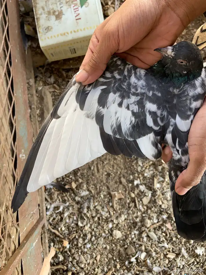 حمام باكستاني 3