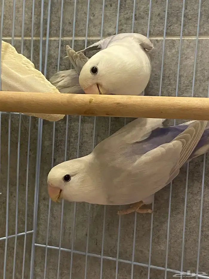 للبيع زوج روز منتج 4