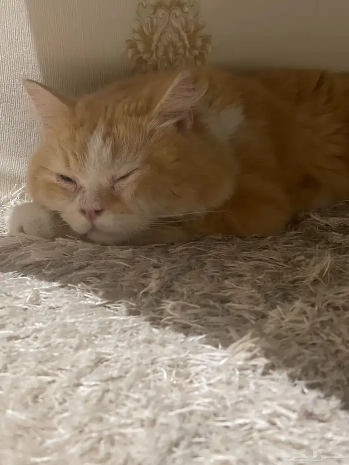 قط مفقود او متخلي عنه للتبني قط سكوتش مهجن 5